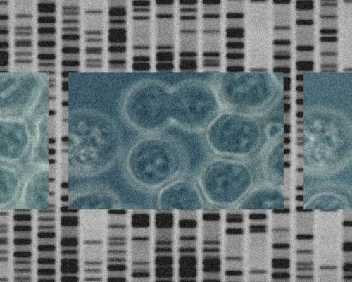 24-12-9-Genomes-Final_small