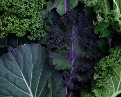 250601-leafy-brain-food-wm-210p-7edc88