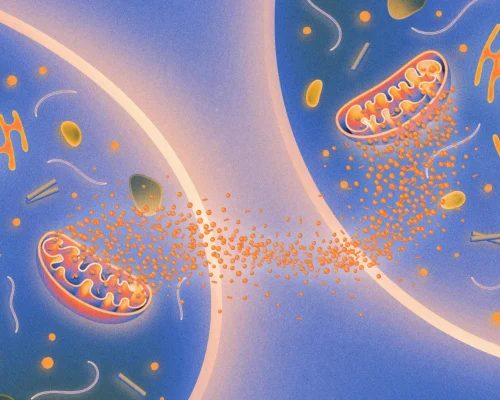 LifespanCellChat-byKristinaArmitage-Lede-2048x1152