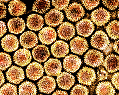 Screenshot 2025-02-23 at 18-13-28 19virome-bvpw-superJumbo.jpg (JPEG Image 2048 × 1365 pixels) — Scaled (51_)