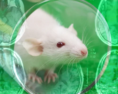 nanoparticle-treatment-reverses-alzheimers-mice